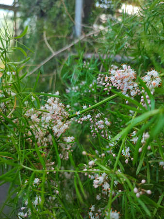 Flowers of a bush with white flowers and green leaves in the gardenの写真素材