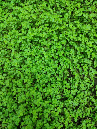 Many small green leaves as background and texture