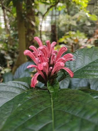 Brazilian plume, flower Justicia carnea. Tropical pink flower in a greenhouse in a plant environment