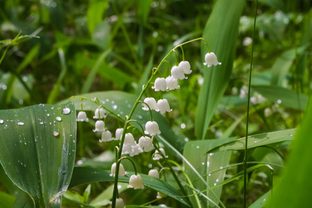 Lily of the valley