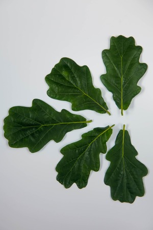 a few green oak leaves on a white backgroundの写真素材