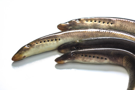 River lamprey - isolated on a white backgroundの写真素材