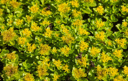 background of bright little yellow flowers on a Sunny day