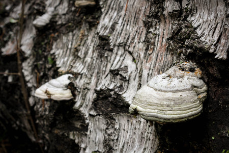 Fomes fomentarius or tinder fungus on old fallen birch, background
