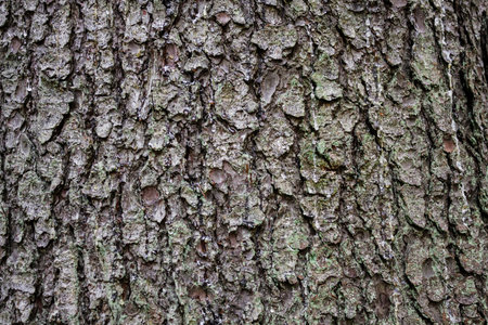 Texture of spruce bark with leaking resin