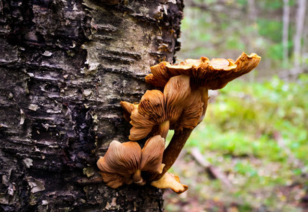 A few mushrooms growing on a dead birch tree in autumn forest