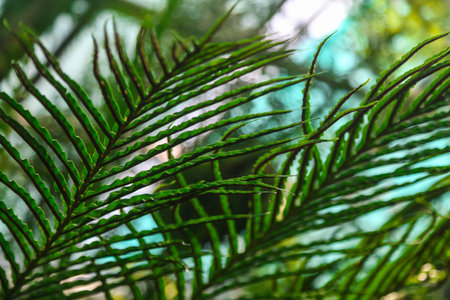 Beautyful ferns leaves green foliage natural floral fern background in sunlight.