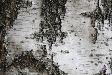 Natural birch bark texture, useful for backgroundの写真素材
