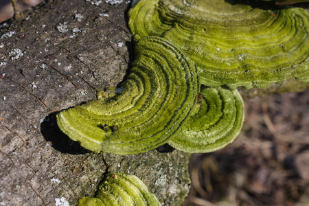 Hairy bracket of The trametes hirsuta mushroom with a greenish tinge. Growing on a fallen log