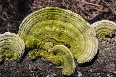 Hairy bracket of The trametes hirsuta mushroom with a greenish tinge. Growing on a fallen logの素材 [FY310144536371]