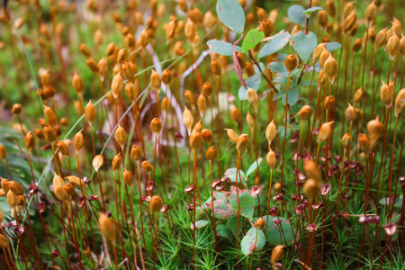 Polytrichum moss or cuckoos flax, a male plant