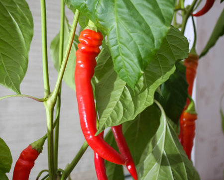 Ripe red hot pepper of the mutton horn variety