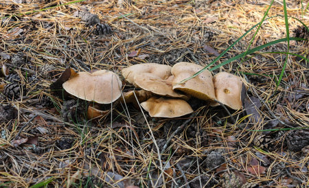 Bovinus mushroom (Suillus bovinus) in a pine forest in autumn