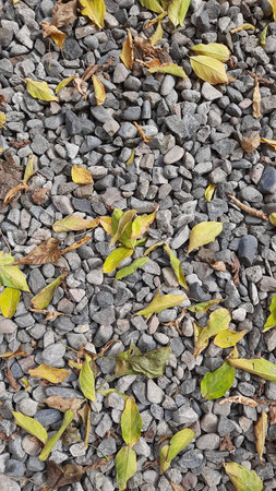 Fallen leaves on the ground, on the sand, on the stones, on the tree, autumn