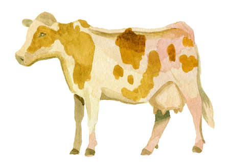 realistic Cow bull calf watercolor illustration by handの写真素材