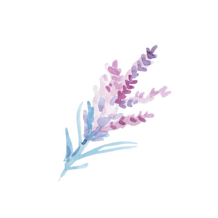 Set of lavender flowers elements. Botanical illustration. Collection of lavender flowers on a white background.  illustration bundle.の写真素材