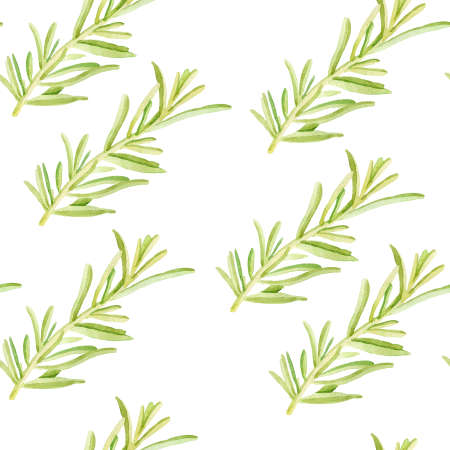 Rosemary watercolor by hand seamless pattern digital paperの写真素材
