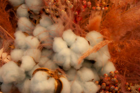 Dry seds of reed - cane, dry reed, dry cane in meadow - beautiful nature in autumn boho style bouquets of dried flowers abstract background in warm shadesの写真素材
