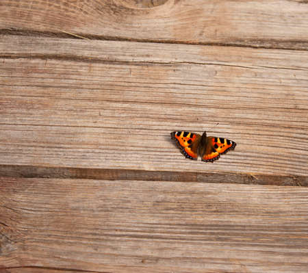 Butterfly urticaria sits on a rustic wooden floor background with a copy placeの写真素材