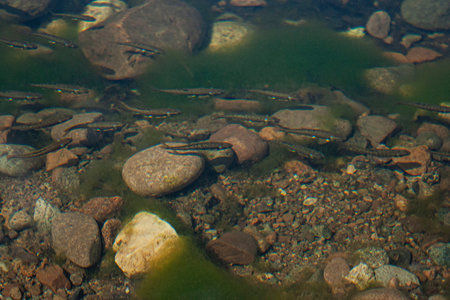 spirogyra algae and fish fry in the river, which is a tributary of Lake Baikalの写真素材