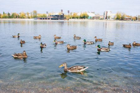Duck in the park by the lake or river. Nature wildlife mallard duck on a green grass. Close up ducks, see the details and expressions of ducks. Travel photo, selective focus, blurred background.の写真素材