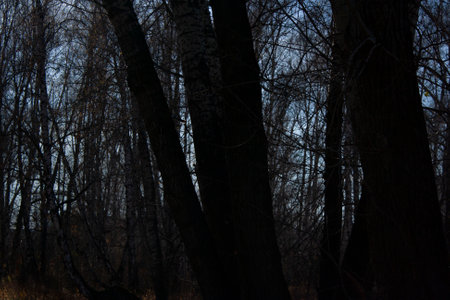 dark mysterious forest panorama, fantasy landscape for Halloweenの写真素材