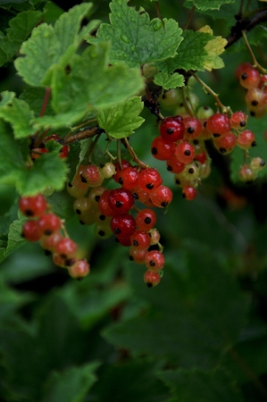 Fruits of red currants on branchesの写真素材