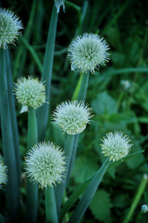 Inflorescence of onions in the gardenの写真素材
