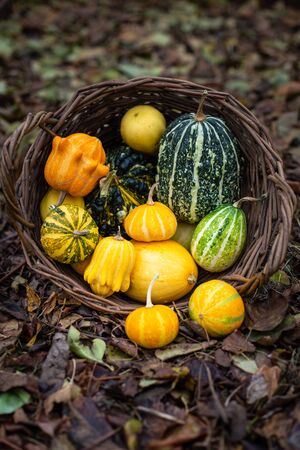 Decorative pumpkins, pimples, pumpkins for the interior. In a wicker basket in the autumn gardenの写真素材