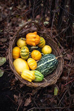 Decorative pumpkins, pimples, pumpkins for the interior. In a wicker basket in the autumn gardenの写真素材