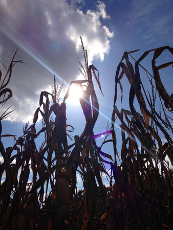 cornfield silhouetteの写真素材