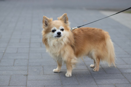 Chihuahua breed dog with a leash on a sidewalk in the cityの写真素材