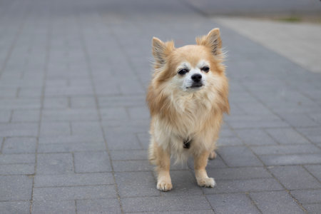Chihuahua breed dog on a sidewalk in the city. High quality photoの写真素材