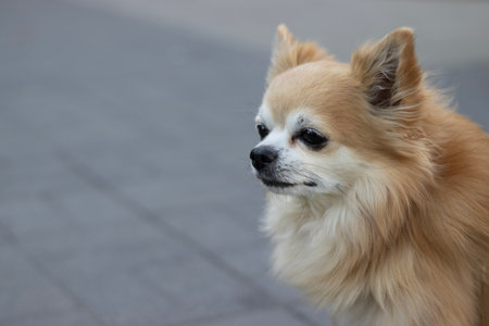 Chihuahua breed dog on a sidewalk in the city. High quality photoの写真素材