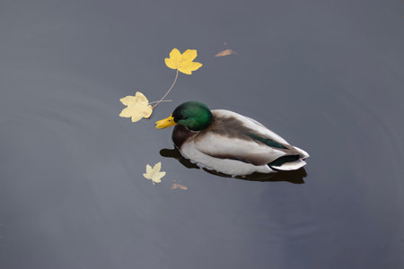 Wild duck swimming on calm water with autumn leaf nearby. High quality photoの写真素材