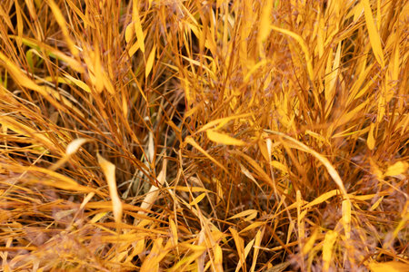Golden autumn grasses in sunlit rushes. High quality photoの写真素材