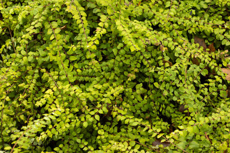 Close-up of a decorative plant with small green leaves. High quality photo