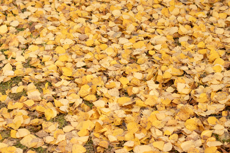 Yellow autumn leaves on grass, seasonal natural texture close-upの写真素材