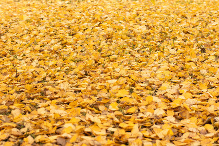 Yellow autumn leaves on grass, seasonal natural texture close-upの写真素材