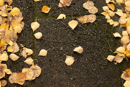 Yellow autumn leaves scattered on dark asphalt with patches of moss and a thin twigの写真素材