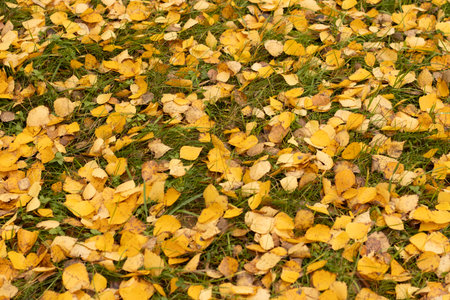 Yellow autumn leaves on grass, seasonal natural texture close-upの写真素材