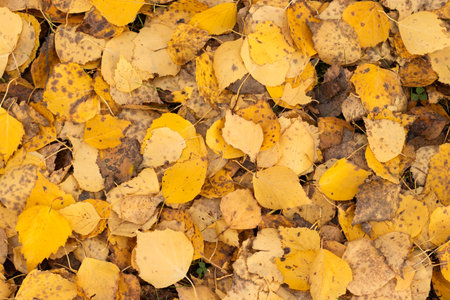 Yellow fallen autumn leaves, natural seasonal texture close-upの写真素材