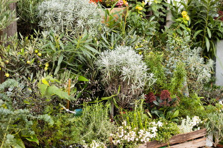 Decorative plant composition in garden with various greenery. High quality photoの写真素材