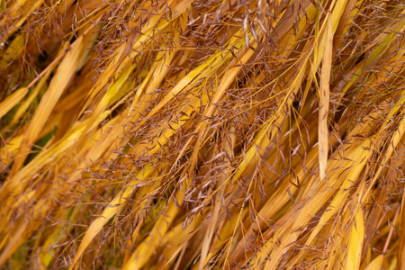 Golden autumn grasses in sunlit rushesの写真素材