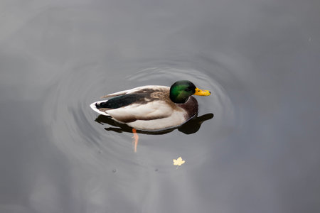 Wild duck swimming on calm water with autumn leaf nearby