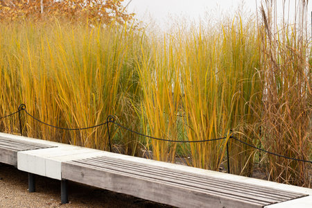 Autumn ornamental grasses with a black fence and wooden bench