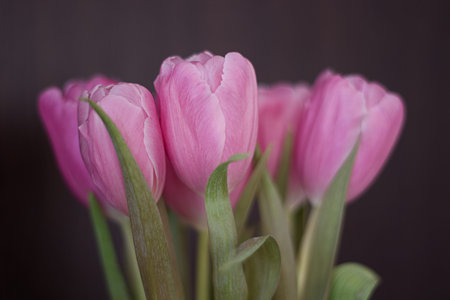 Close up pink tulips on dark background