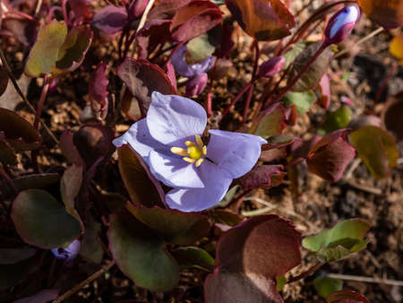 Small, delicate and charming spring-flowering asian twin leaf (Jeffersonia dubia) with pale violet and blue-lavender flowers in bright sunlight in rock gardenの写真素材
