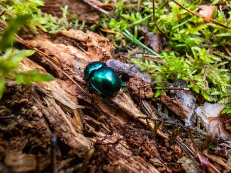 Macro shot of beutiful Dor beetle or spring dor beetle (Trypocopris vernalis) autumnalis Heer, dull black in colour with a variable blue and green metallic reflection on dry wood surrounded with mossの写真素材