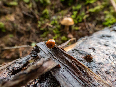 Close-up of walking ladybug the seven-spot ladybird (Coccinella septempunctata) on an old tree trunk deep in the forest with edible mushroom in the background. Forest sceneryの写真素材